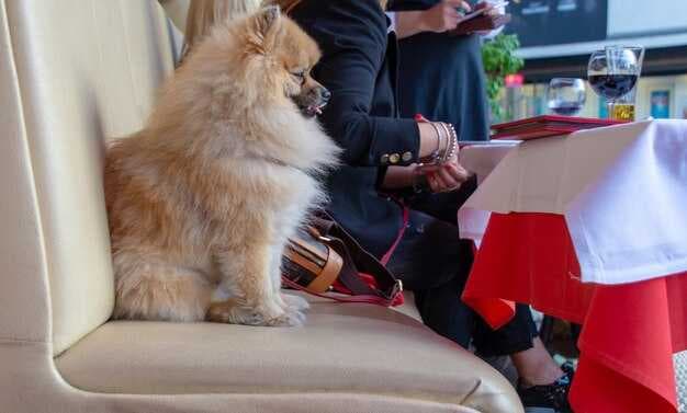 Pet Travel Rules at Beijing Capital and Daxing Airports - A Complete Guide for Traveling with Pets